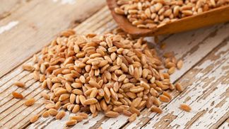 Скільки зерна експортувала Україна від початку 2018 – 2019 маркетингового року: цікаві дані