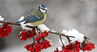 Прогноз погоди на 29 грудня: в Україну йдуть морози та сніг, а подекуди можливі дощі