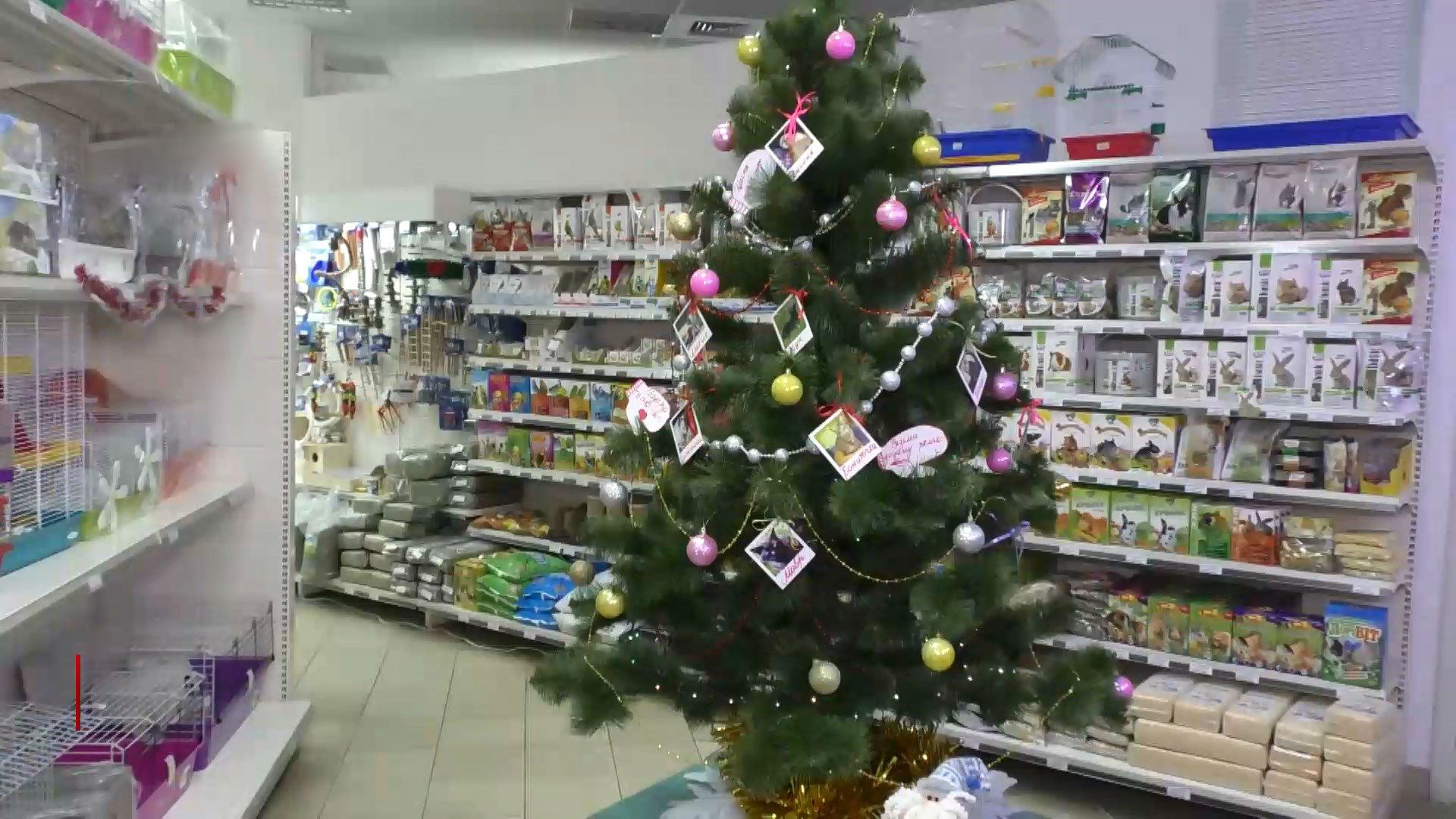 "Елка исполнения желаний" в Черкассах: как бездомным животным ищут дом