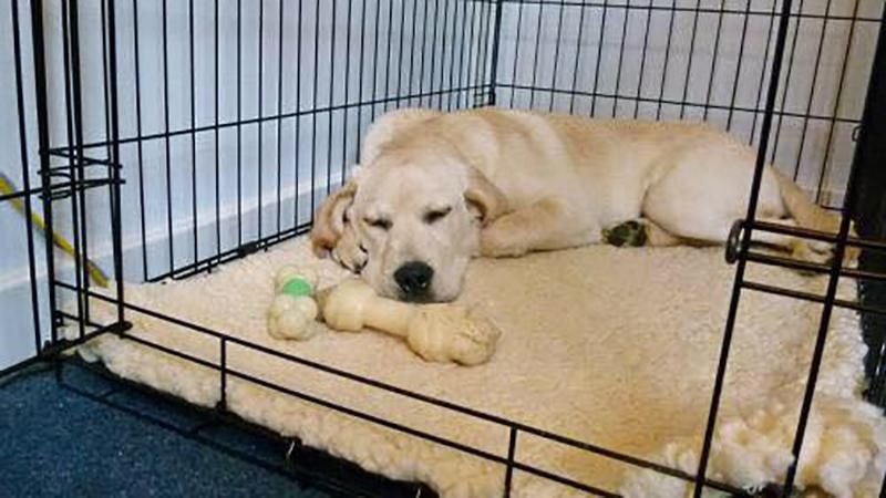 Впервые в США: в Калифорнии в зоомагазинах разрешат продавать только спасенных животных Впервые в США: в Калифорнии в зоомагазинах разрешат продавать только спасенных животных