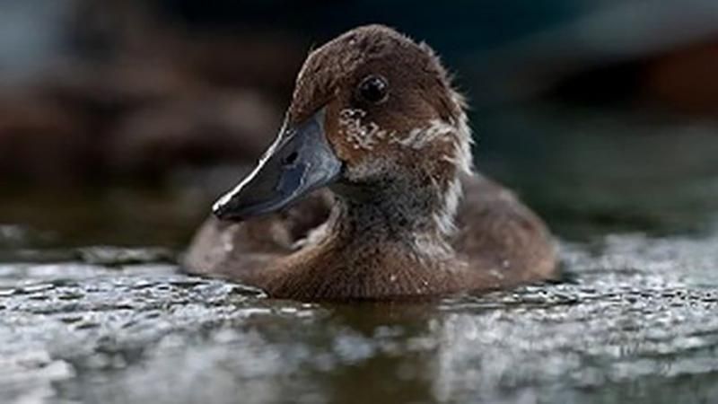 Рідкісних птахів випустили з неволі на Мадагаскарі: вражаючі фото та відео Рідкісних птахів випустили з неволі на Мадагаскарі: вражаючі фото та відео