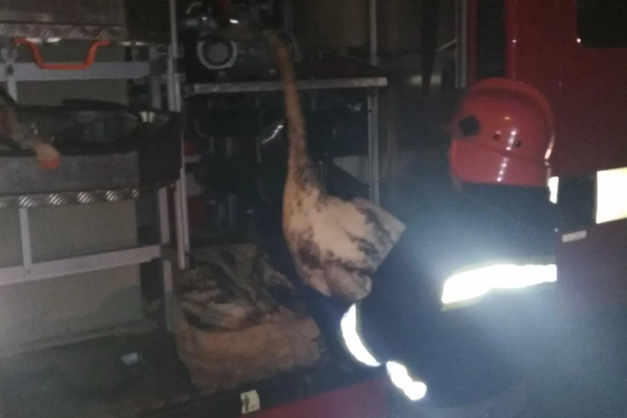 порятунок лебедів хмельницька область порятунок лебедів хмельницька область