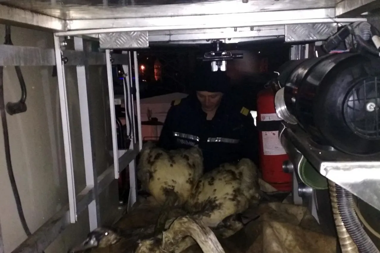 порятунок лебедів дснс порятунок лебедів дснс