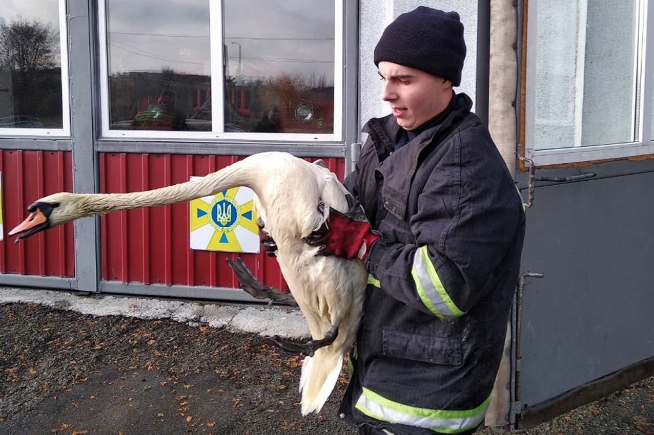 Спасение в новогоднюю ночь: спасатели вытащили лебедей, попавших в нефтяную ловушку