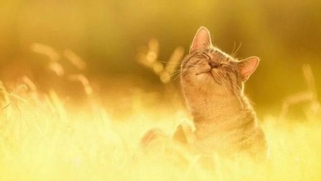 У 2018 році Київ встановив 28 температурних рекордів У 2018 році Київ встановив 28 температурних рекордів