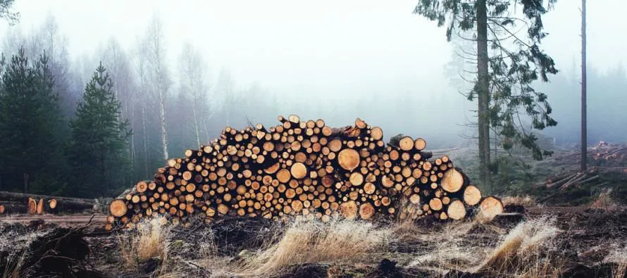 Можливе об’єктивне збільшення норми заготівлі деревини