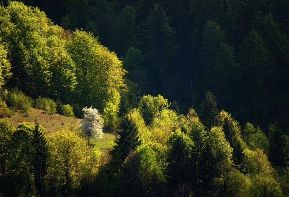 В Украине за 2018 год рекордно восстановили лес