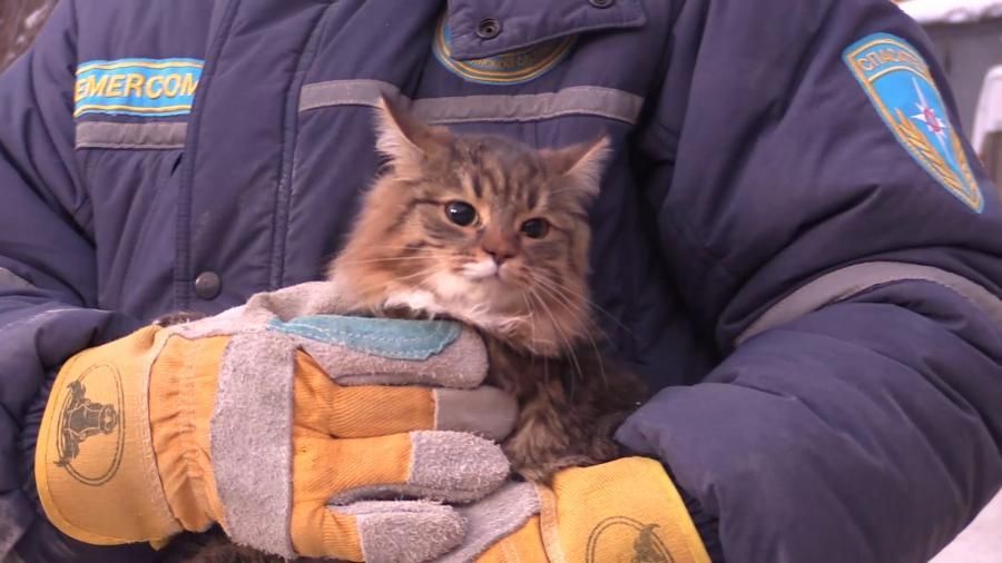З-під завалів будинку в Магнітогорську вдалось врятувати домашніх тварин: зворушливе відео