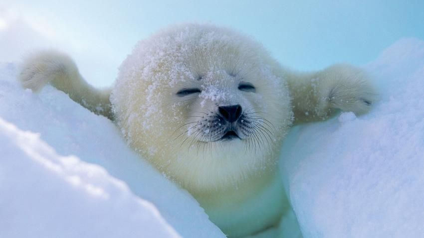 Погода 8 января 2019 Украина - прогноз погоды от синоптика Погода 8 января 2019 Украина - прогноз погоды от синоптика