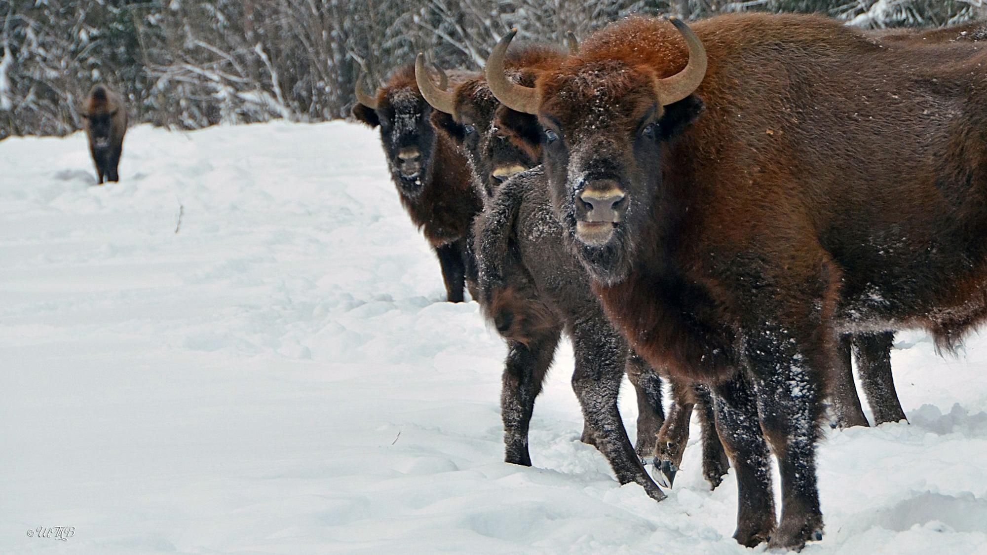 Подошли очень близко: двух диких зубров заметили на Буковине – впечатляющее видео Подошли очень близко: двух диких зубров заметили на Буковине – впечатляющее видео