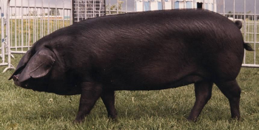 Крупная черная порода. Корнуэльская порода свиней. Свиньи ландрасы черные. Порода свиней Блэк. Порода свиней Честер.