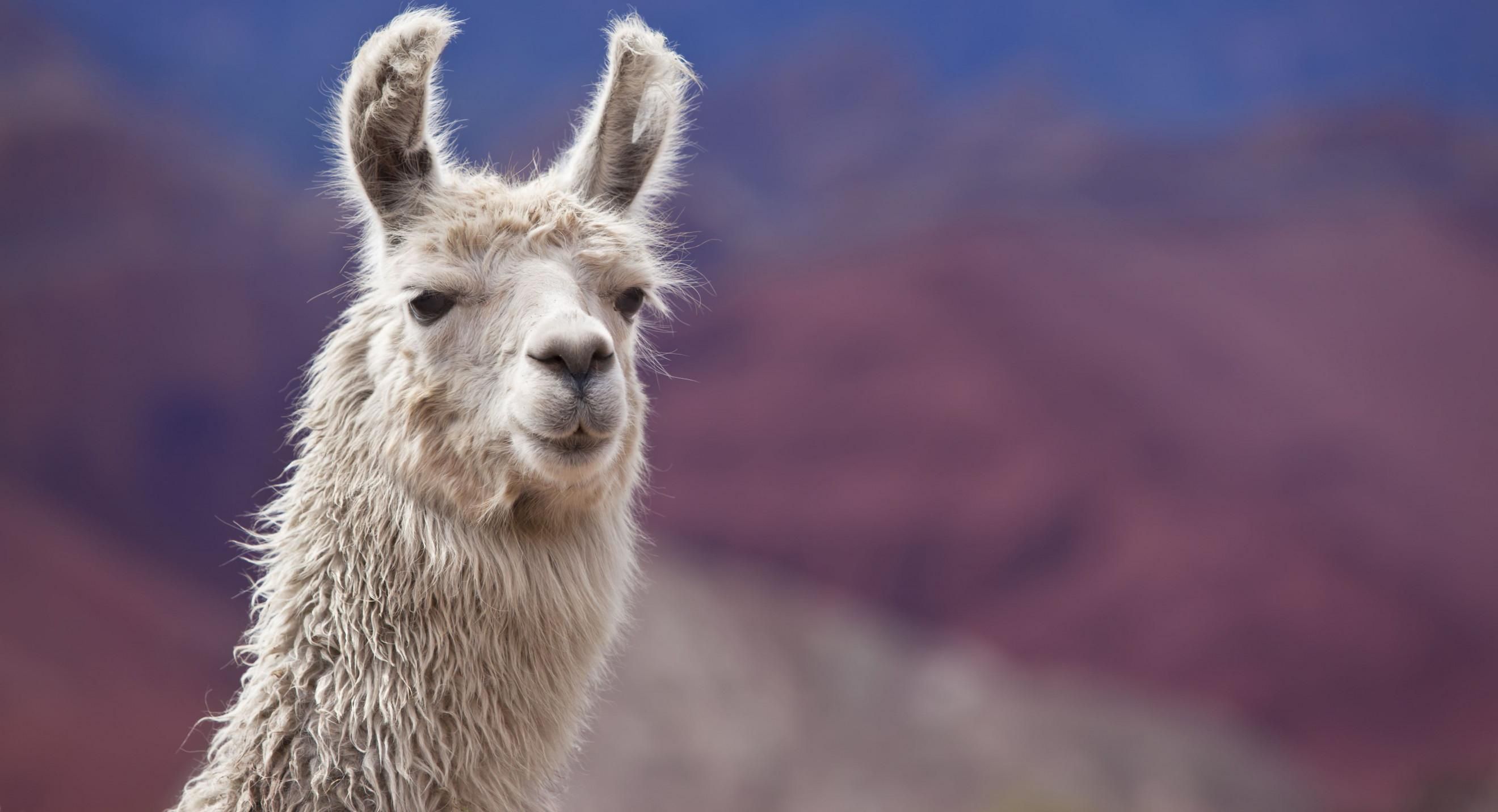 У французькій комуні впіймали ламу, яка декілька днів без нагляду блукала по місту У французькій комуні впіймали ламу, яка декілька днів без нагляду блукала по місту