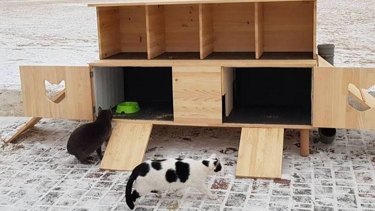 Будинок для безпритульних котів з'явився в Одесі: в чому його особливість
