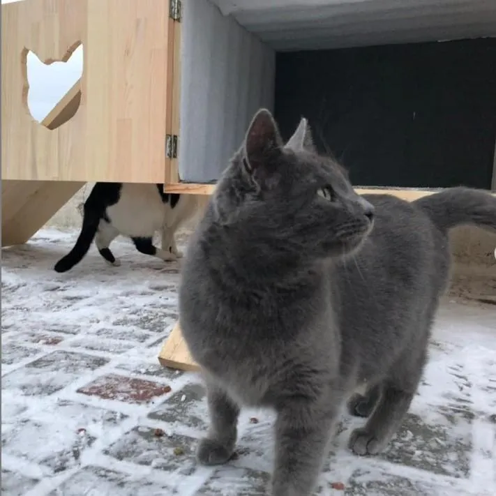 котопункт Одеса будинок для котів Лузановка котопункт Одеса будинок для котів Лузановка