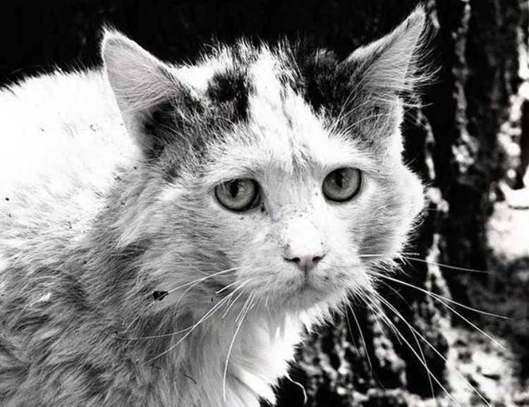 Тварина – не іграшка: як переживають зиму безпритульні коти в Україні та за кордоном