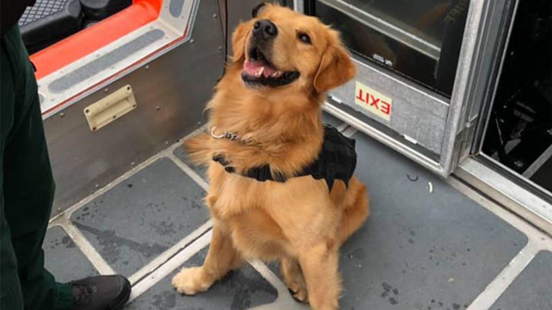 В США служебный пес получил передозировку наркотиками, обнюхивая пассажиров