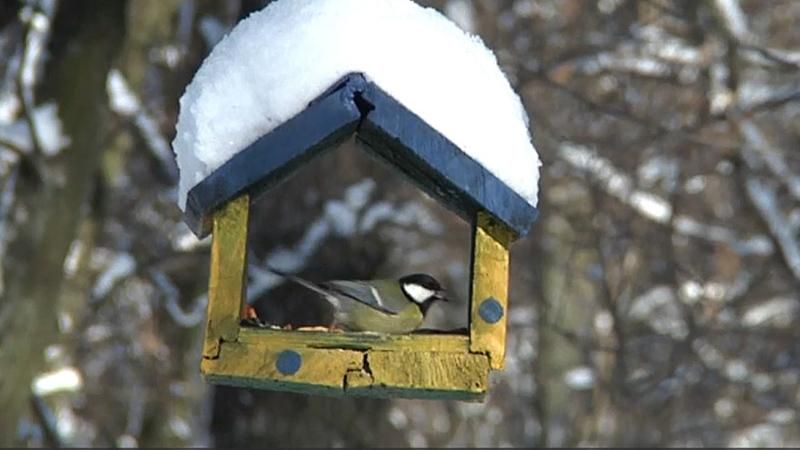 В Запорожье волонтеры помогают диким птицам пережить зиму: фото и видео
