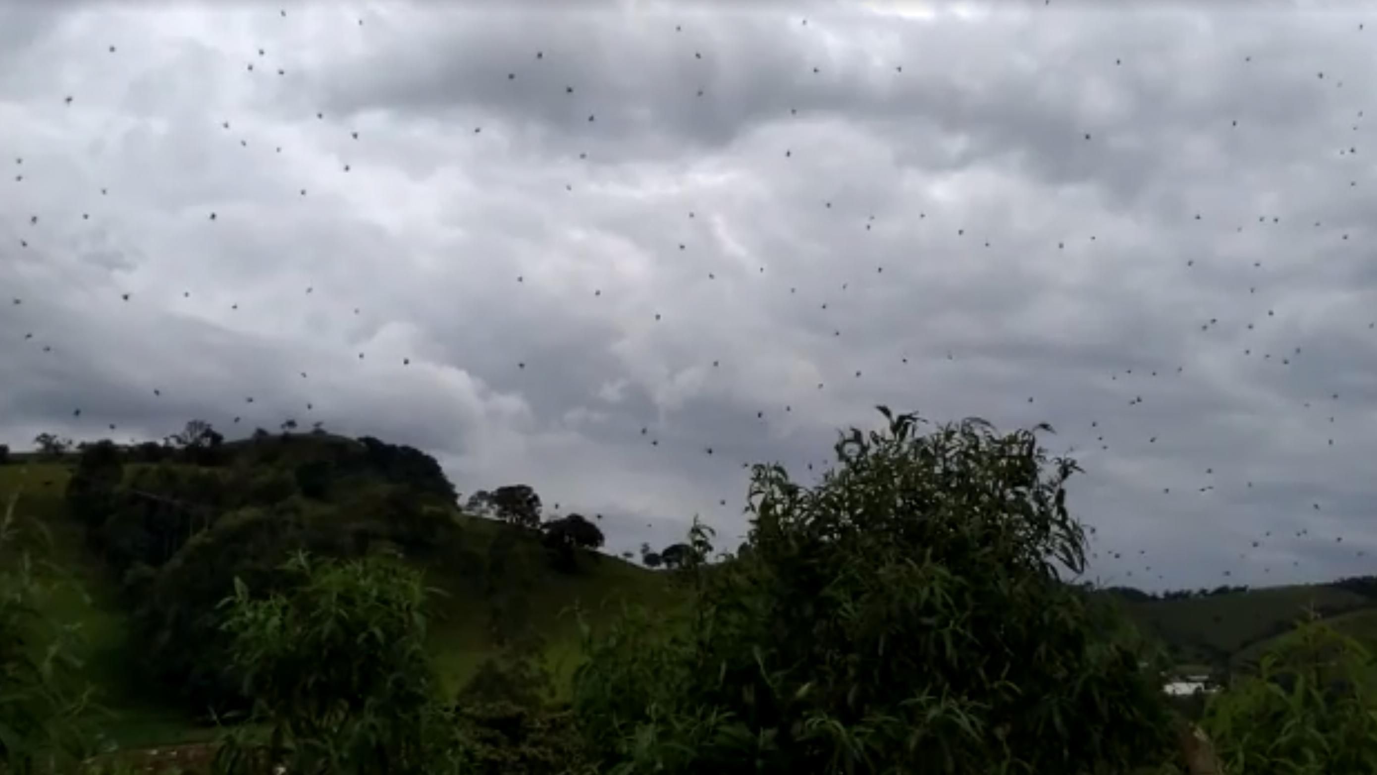 У Бразилії зафіксували масштабний "дощ" з павуків: вражаюче відео 
