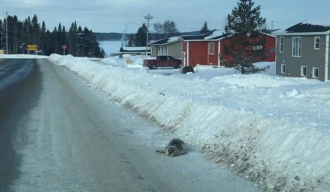 У Канаді тюлені захопили маленьке містечко