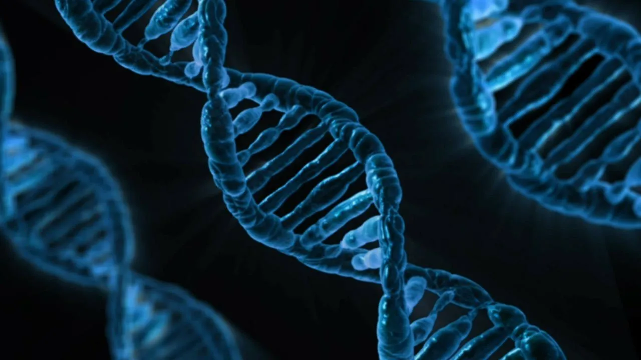 ДНК-тест буде аналізувати ділянки геному людини