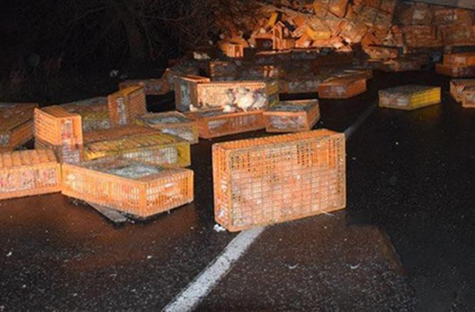 Під Миколаєвом перекинулася фура з курчатами: фото Під Миколаєвом перекинулася фура з курчатами: фото