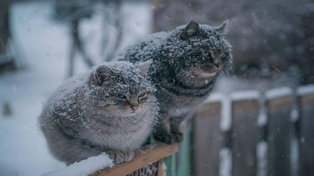 Погода 22 января 2019 Украина - прогноз погоды от синоптика Погода 22 января 2019 Украина - прогноз погоды от синоптика