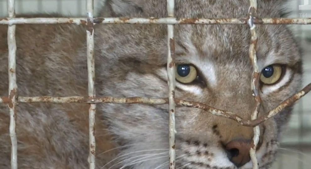 У Житомирі знайшли поранену червонокнижну рись: відомо про стан тварини
У Житомирі знайшли поранену червонокнижну рись: відомо про стан тварини