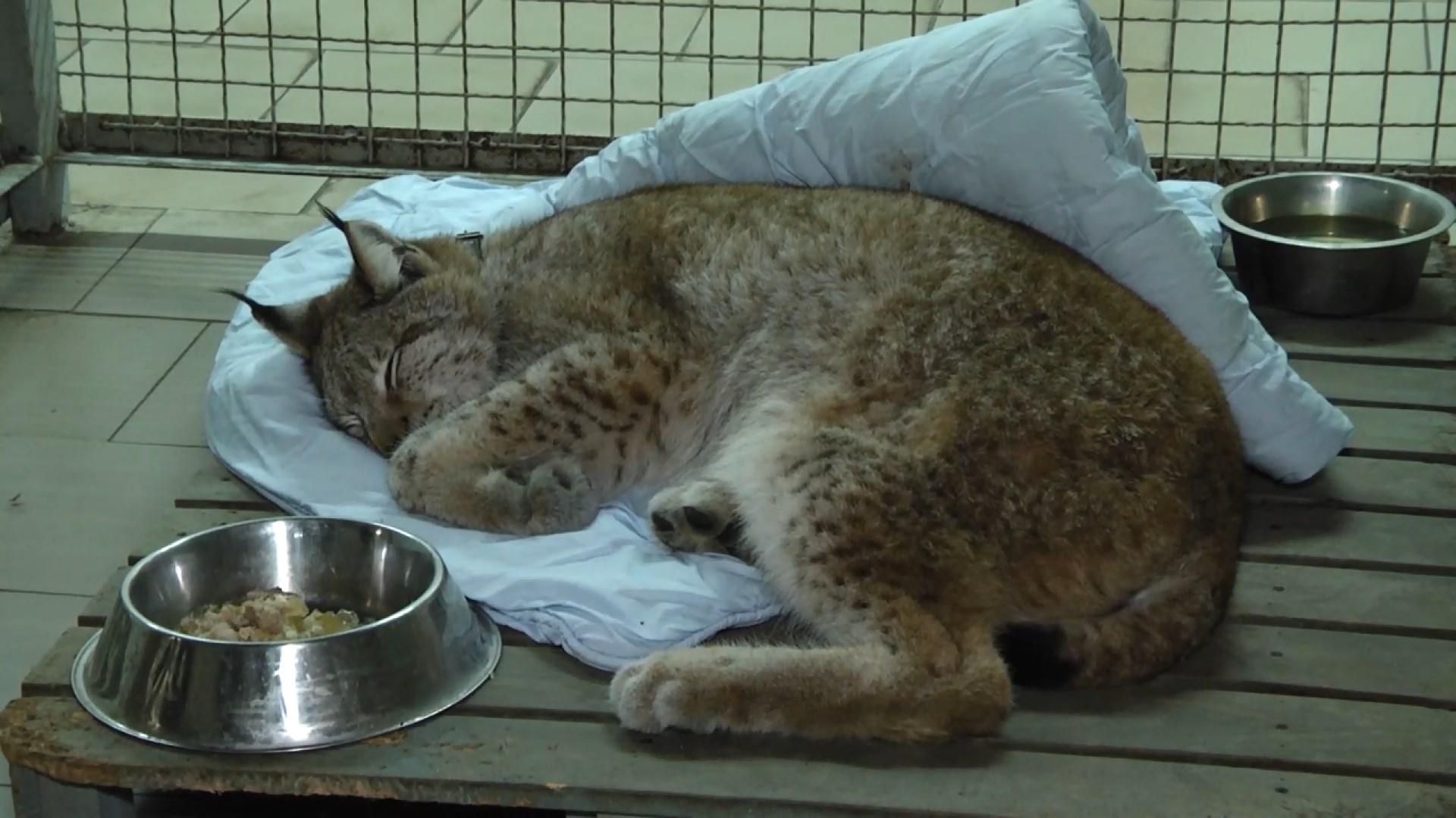 Їсть тільки курятину та майже вилікувала лапу: що чекає врятовану на Житомирщині рись Їсть тільки курятину та майже вилікувала лапу: що чекає врятовану на Житомирщині рись