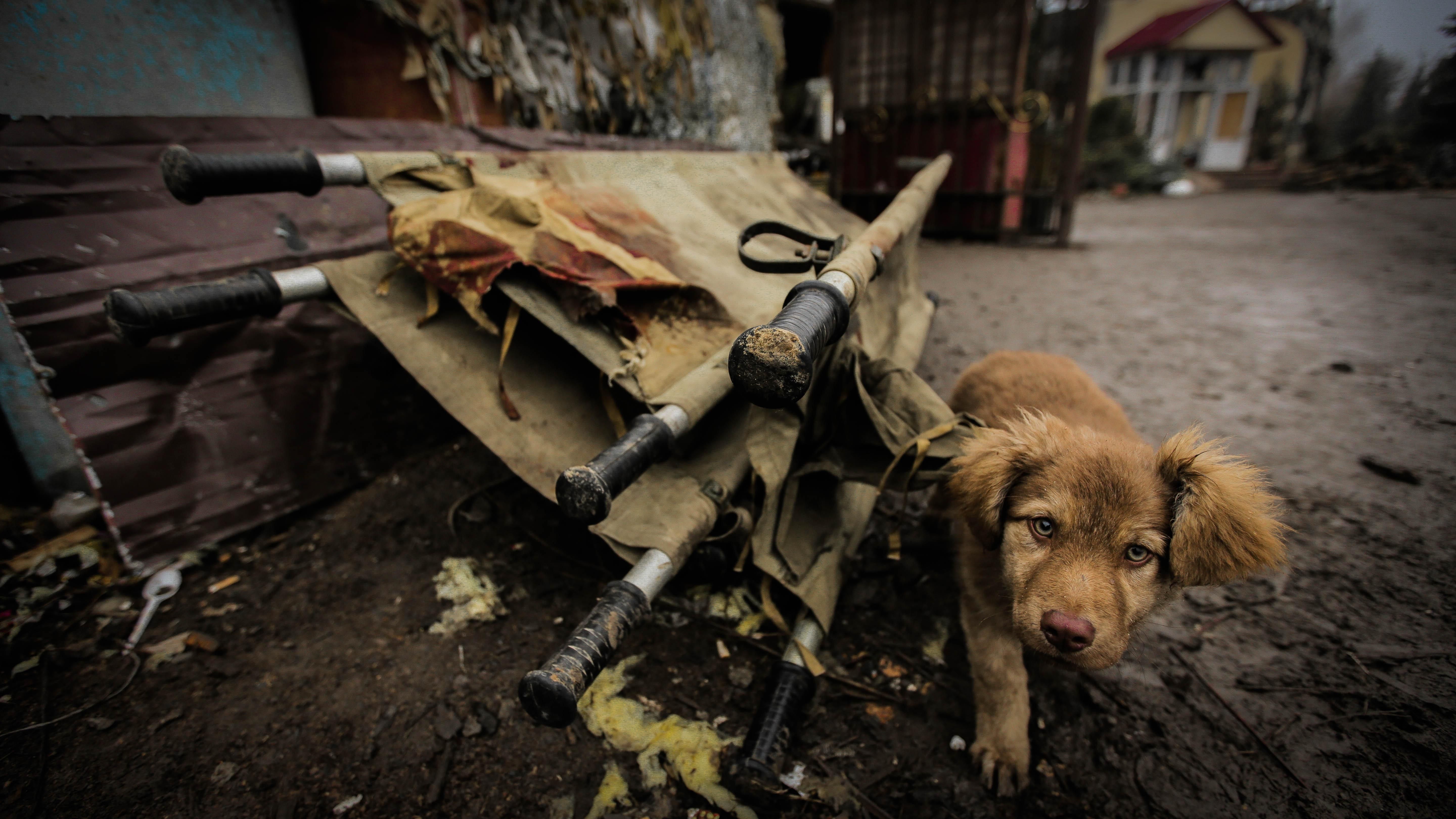 ОБСЕ зафиксировала в Золотом-5 поврежденные оккупантами дома ОБСЕ зафиксировала в Золотом-5 поврежденные оккупантами дома
