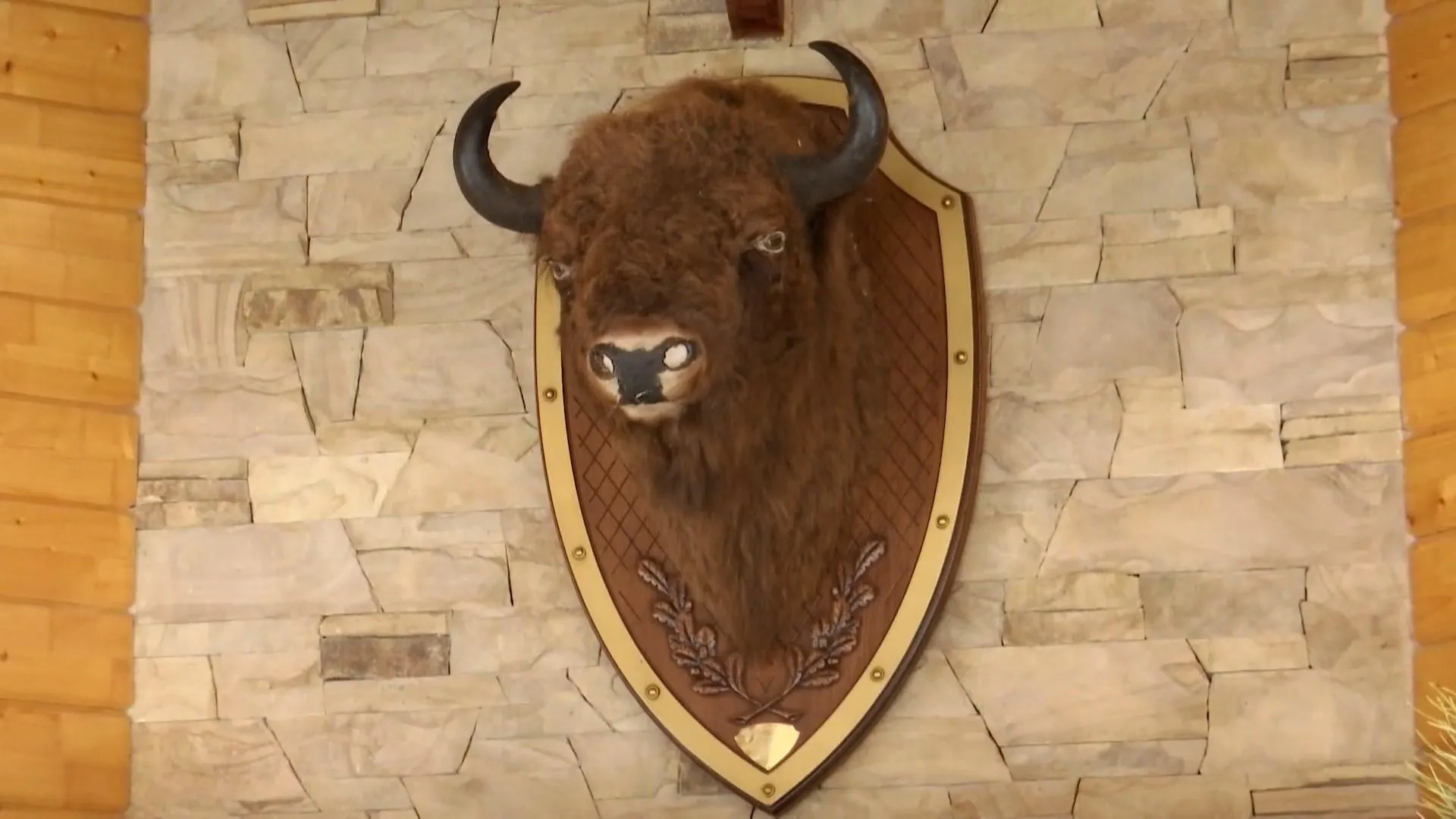 подарунок пшонці голова зубра