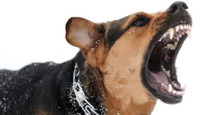 "Увіп'явся іклами в обличчя": на Херсонщині бездомний пес понівечив обличчя 9-річній дівчинці "Увіп'явся іклами в обличчя": на Херсонщині бездомний пес понівечив обличчя 9-річній дівчинці