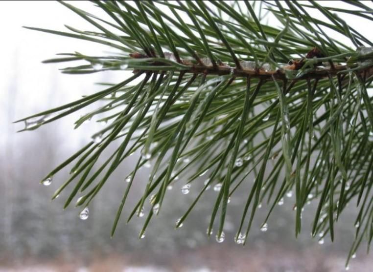 Погода 4 лютого 2019 Україна - прогноз погоди від синоптика Погода 4 лютого 2019 Україна - прогноз погоди від синоптика