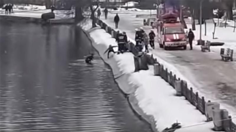  Парень нырнул в ледяную воду, чтобы спасти собаку в Днепре: видео