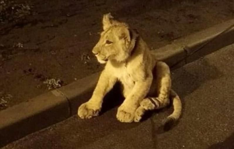 В Одессе посреди улицы разгуливал маленький львенок: фото
