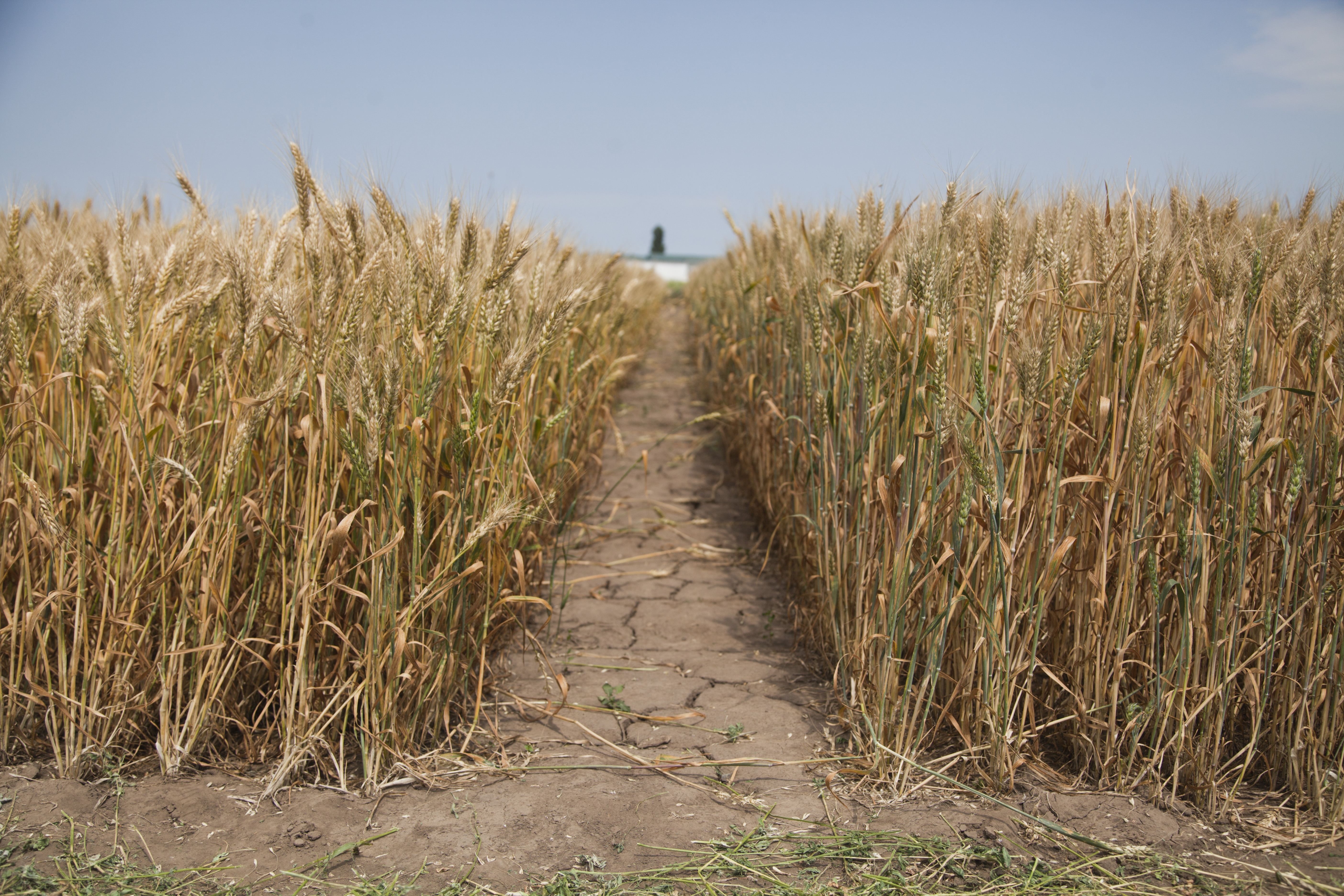 В "Укрлендфармінг" знають, як зупинити деградацію українських земель В "Укрлендфармінг" знають, як зупинити деградацію українських земель