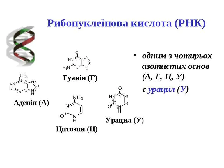 Молекула рибонуклеїнової кислоти