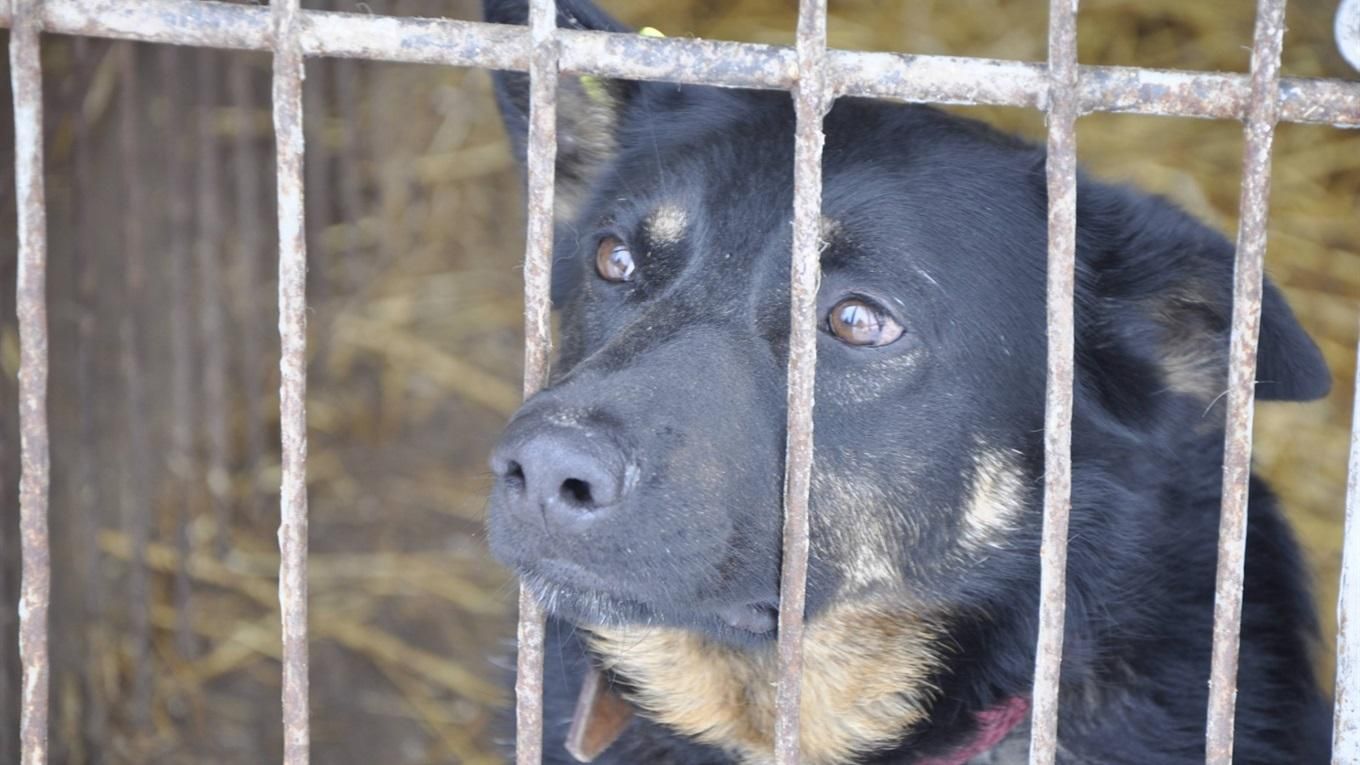 Tinder для тварин: створили додаток для пошуку домашніх улюбленців Tinder для тварин: створили додаток для пошуку домашніх улюбленців