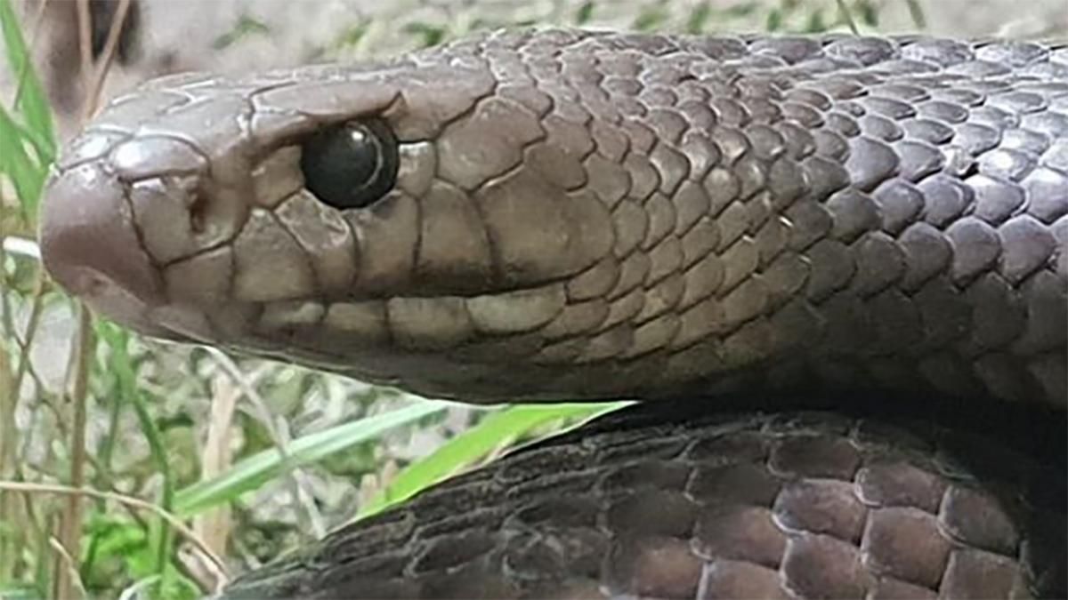 Подарунок екс-коханню на День Валентина: в Австралії зоопарк влаштував незвичний конкурс Подарунок екс-коханню на День Валентина: в Австралії зоопарк влаштував незвичний конкурс