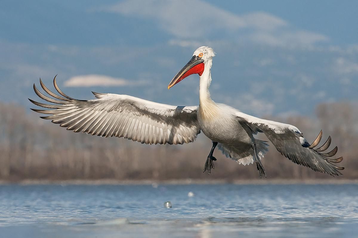 На Одещину посеред зими прилетіли пелікани та величезні чаплі: фото і відео