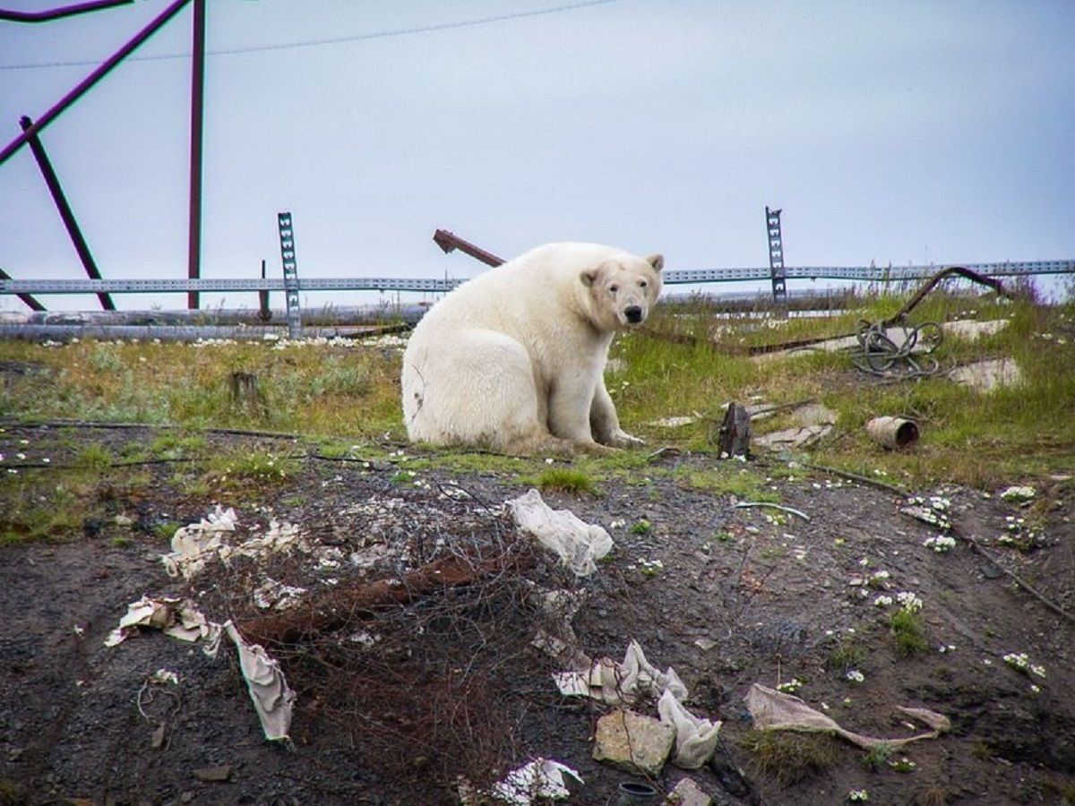 "Заходять навіть у під’їзди": на півночі Росії – нашестя білих ведмедів, вони нападають на людей