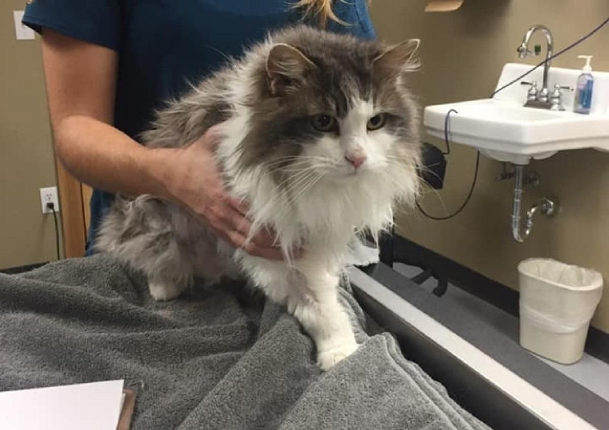 Аномальні морози у США: ветеринари врятували кішку, яка вмерзла у сніг