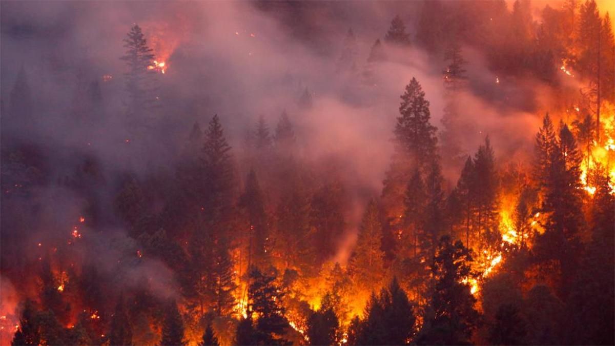 У Новій Зеландії найсильніша лісова пожежа за останні 60 років: евакуйовано тисячі людей – фото 