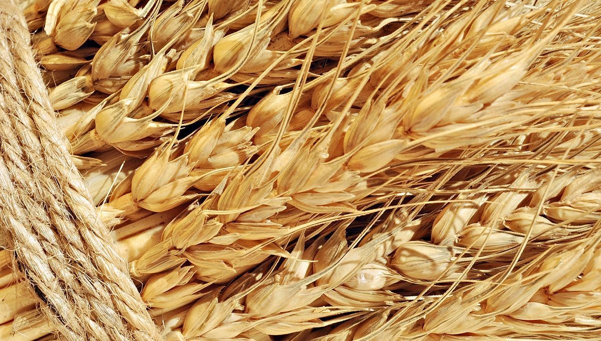 Автоматическая индексация тарифов УЗ подорвет систему ценообразования на рынке зерна, – Горбачев