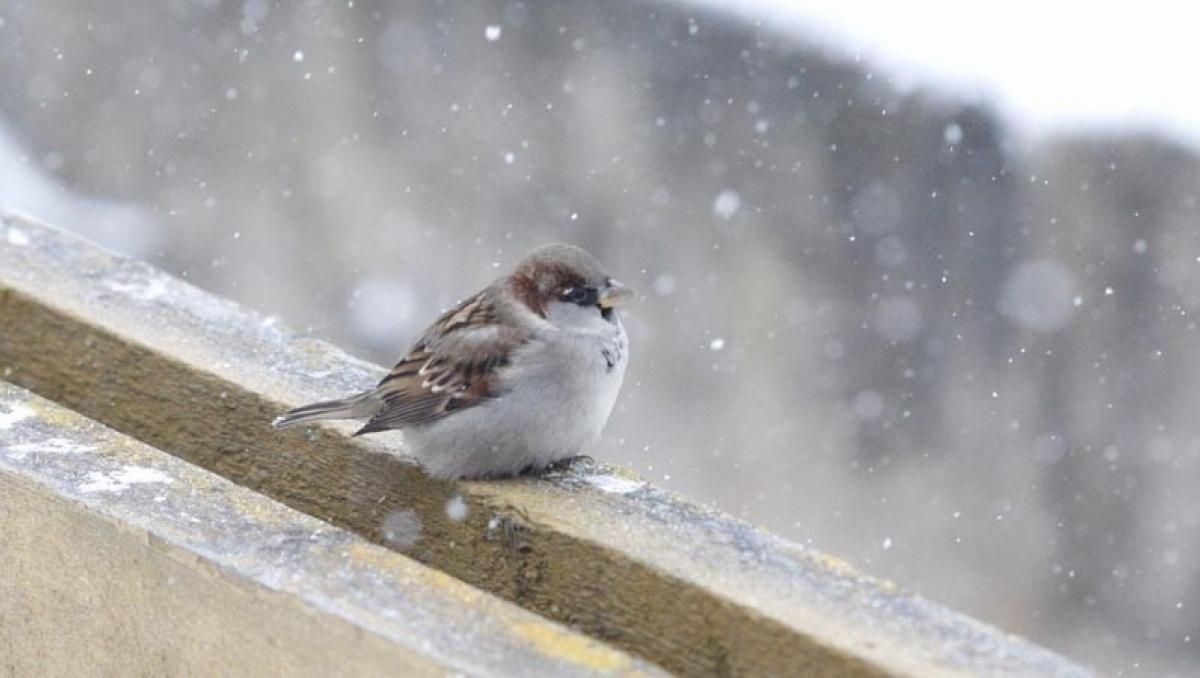 Погода 12 лютого 2019 Україна: прогноз погоди від синоптика Погода 12 лютого 2019 Україна: прогноз погоди від синоптика
