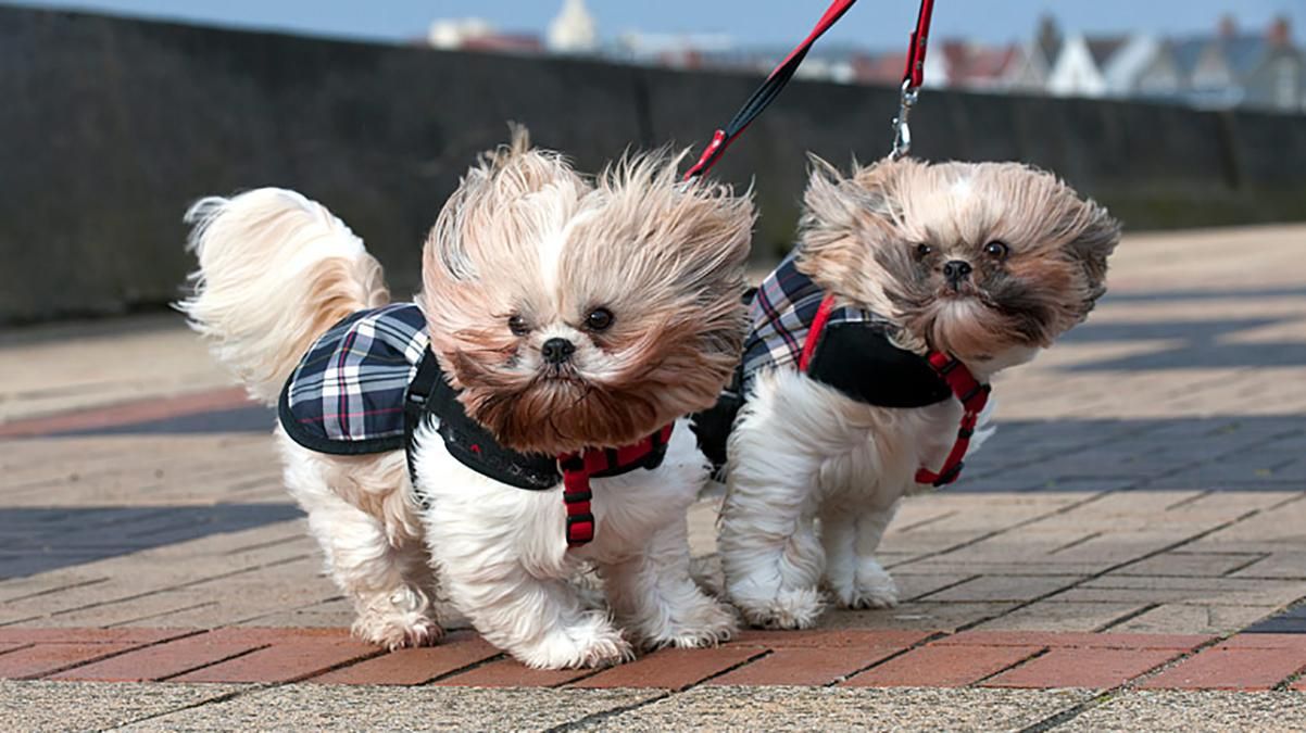 Прогноз погоди 17 лютого 2019 Україна - прогноз погоди від синоптика Прогноз погоди 17 лютого 2019 Україна - прогноз погоди від синоптика