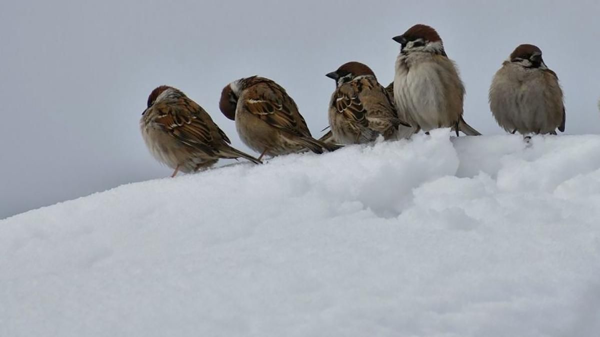 Погода на 19 лютого 2019 Україна - прогноз погоди від синоптика Погода на 19 лютого 2019 Україна - прогноз погоди від синоптика