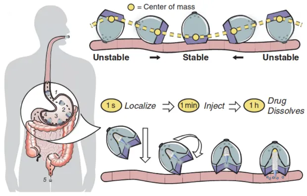 Принцип дії капсули Принцип дії капсули