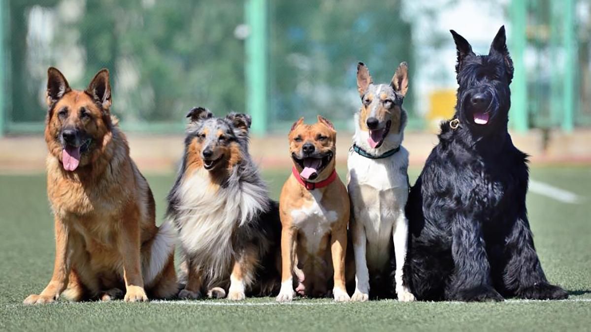 У французькому місті собакам заборонили гавкати У французькому місті собакам заборонили гавкати