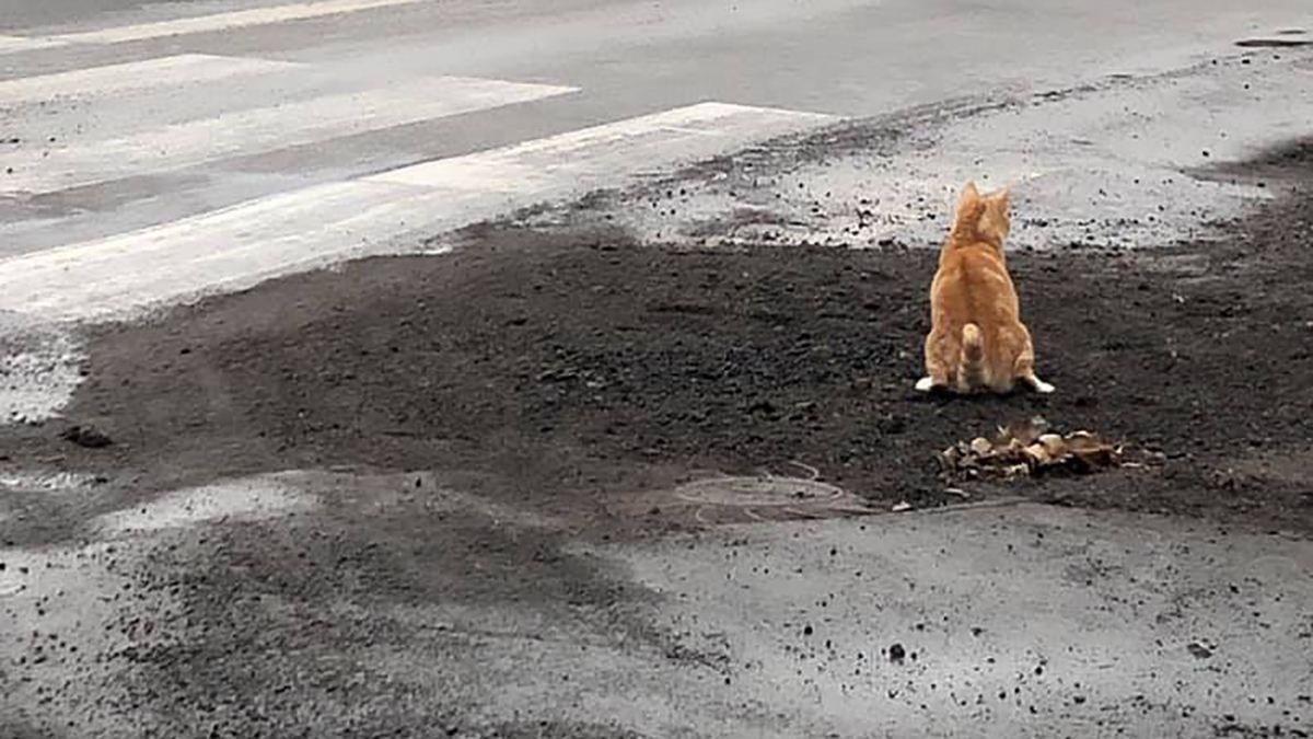 От хто це робить з дорогами: у Миколаєві кіт "оцінив" якість свіжого асфальту – епічне відео