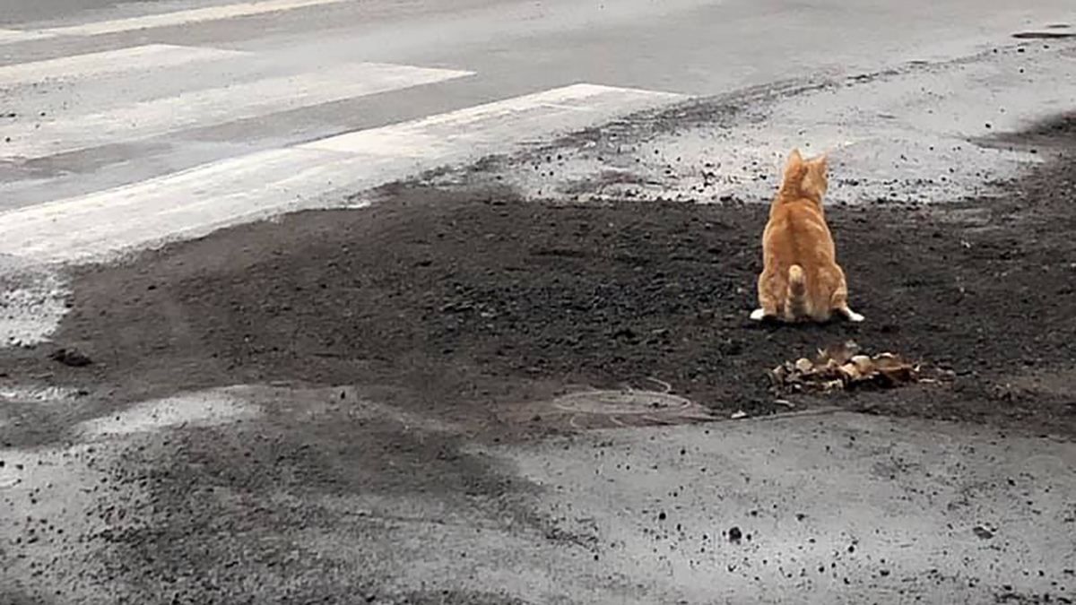 Вот кто это делает с дорогами: в Николаеве кот "оценил" качество асфальта – эпическое видео